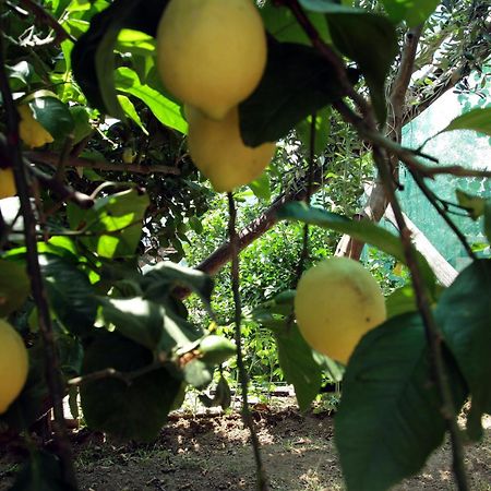 Agriturismo Nonno Luigino ヴィーコ・エクエンセ エクステリア 写真