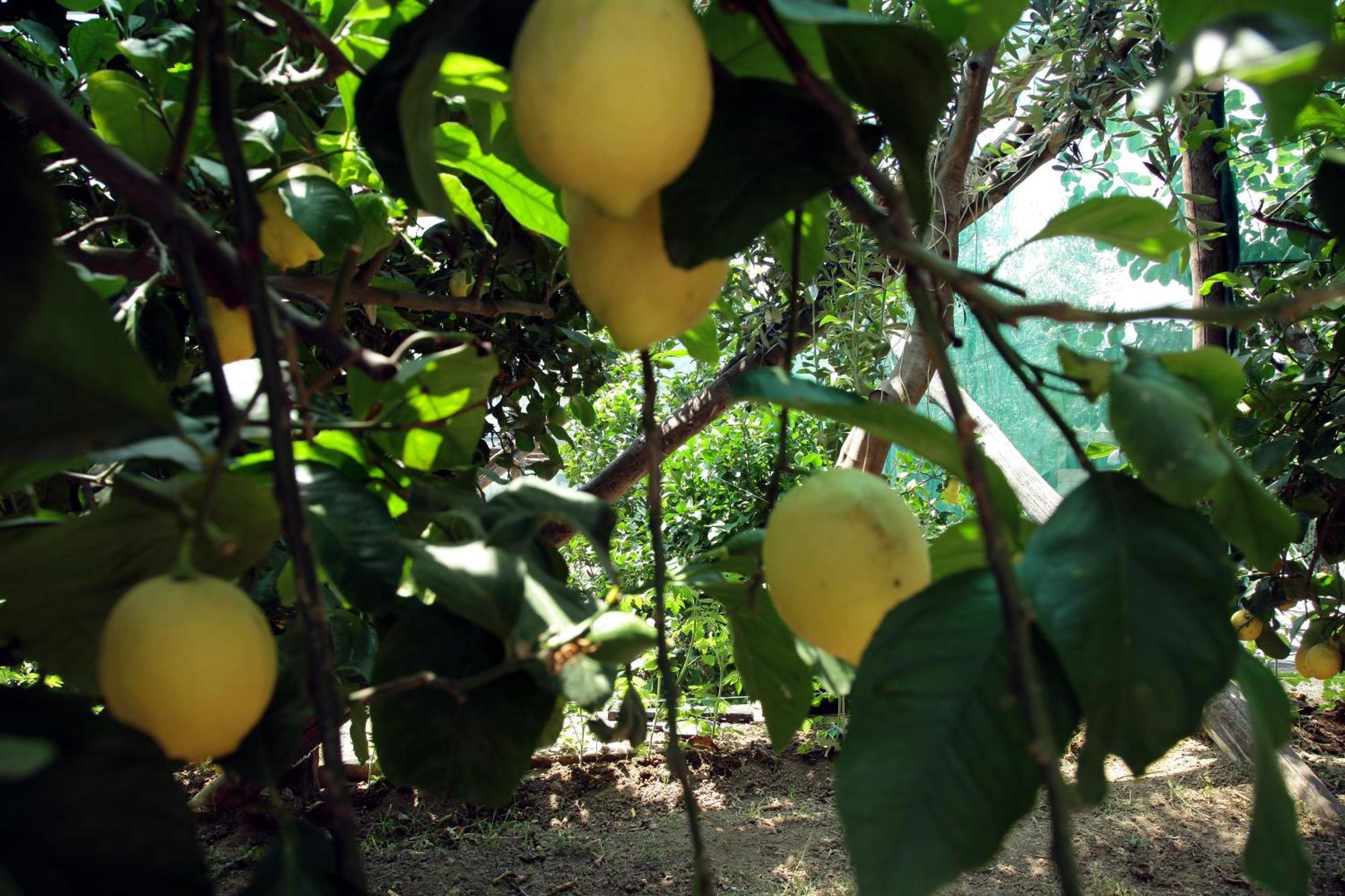 Agriturismo Nonno Luigino ヴィーコ・エクエンセ エクステリア 写真