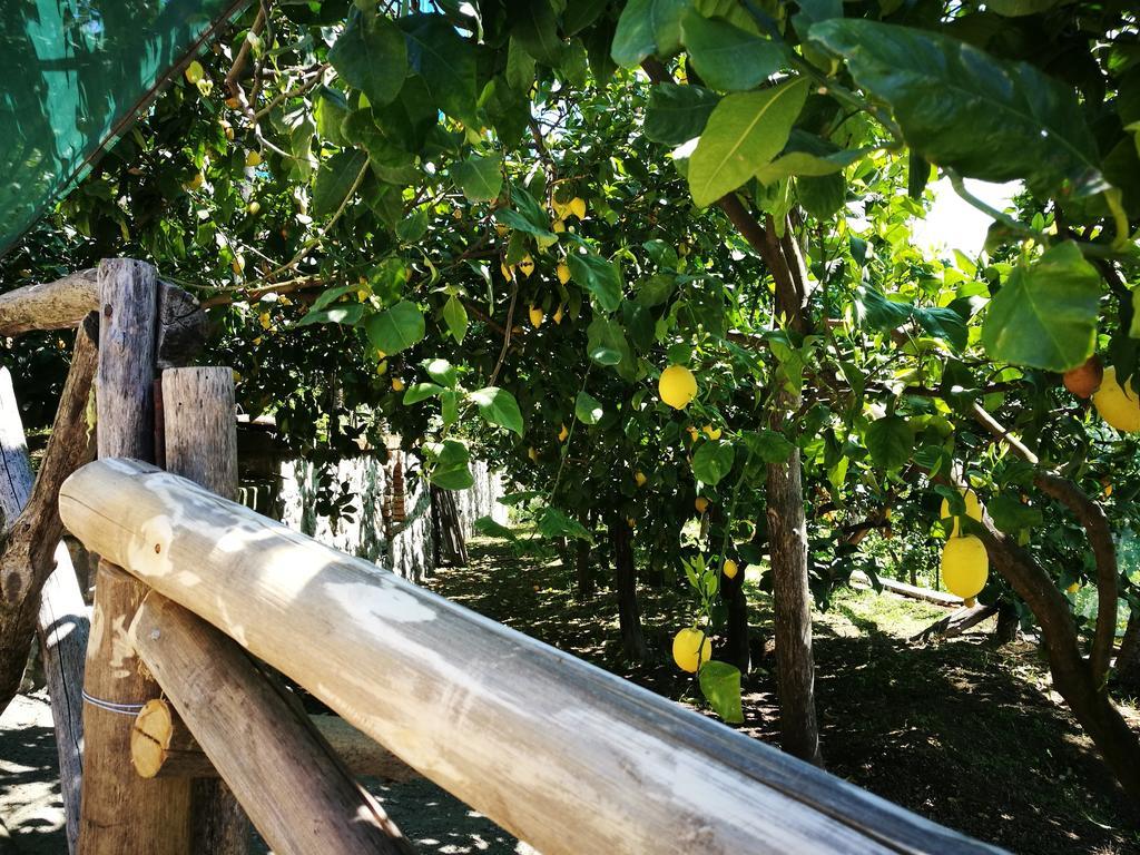 Agriturismo Nonno Luigino ヴィーコ・エクエンセ エクステリア 写真